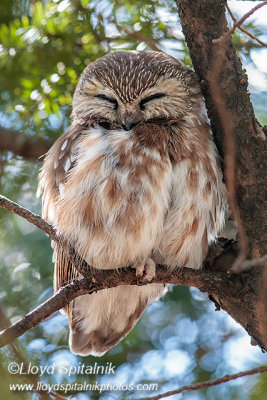 Northern Saw-whet Owl 