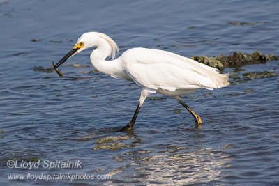 Snowy Egret