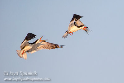 Black Skimmer