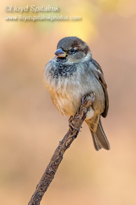 House Sparrow