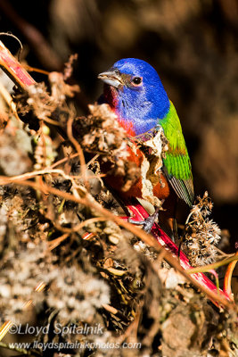 Painted Bunting