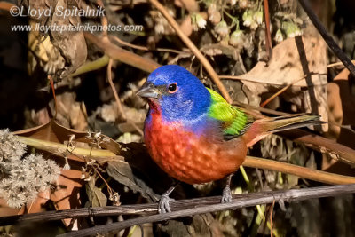 Painted Bunting