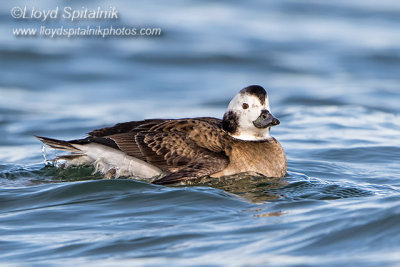 Long-tailed Duck (Oldsquaw)