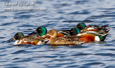 Northern Shoveler
