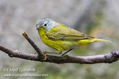 Nashville Warbler