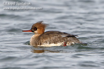 Red-breasted Merganser
