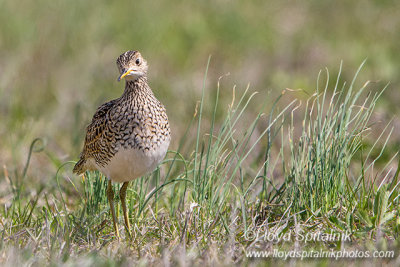 Upland Sandpiper