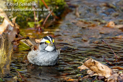 White-throated Sparrow