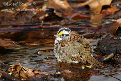 White-throated Sparrow