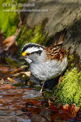 White-throated Sparrow