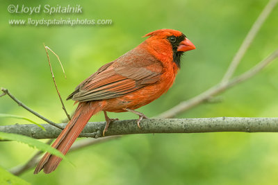 Northern Cardinal