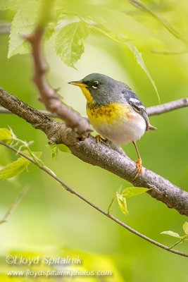 Northern Parula