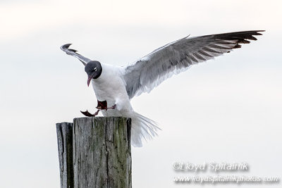 Laughing Gull