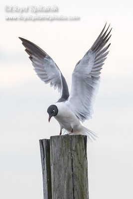 Laughing Gull