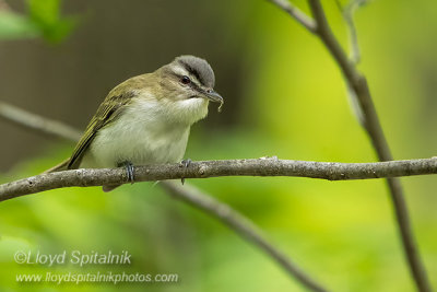 Red-eyed Vireo