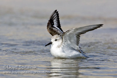 Sanderling