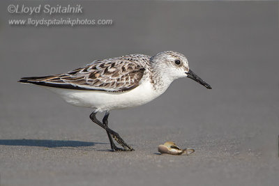 Sanderling
