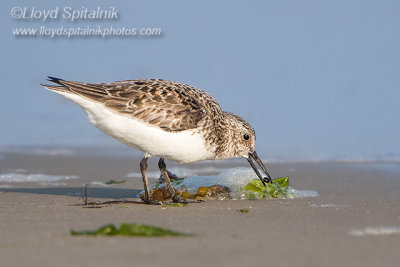 Sanderling