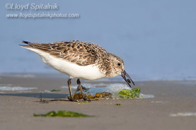 Sanderling