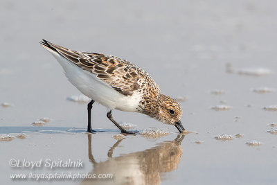 Sanderling