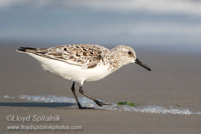 Sanderling