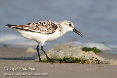 Sanderling