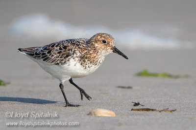 Sanderling