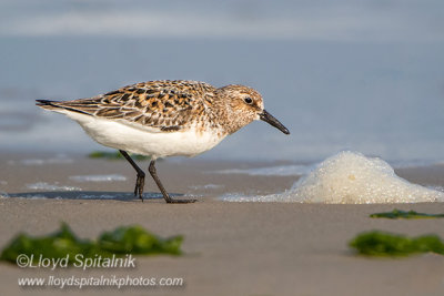 Sanderling