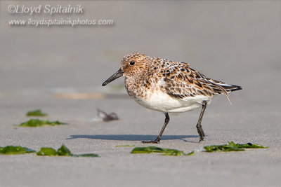 Sanderling