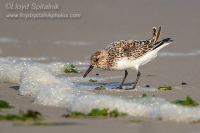 Sanderling