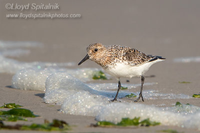 Sanderling