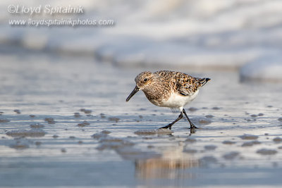 Sanderling