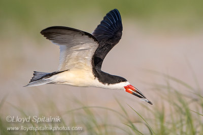 Black Skimmer