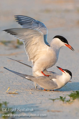 Common Tern