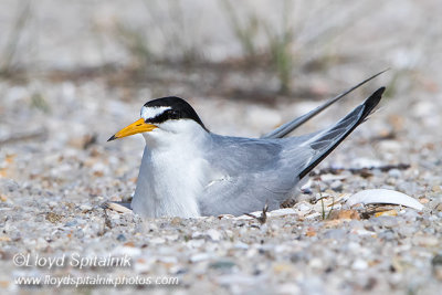 Least Tern (on nest)