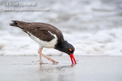 American Oystercatcher