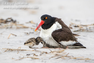 American Oystercatcher