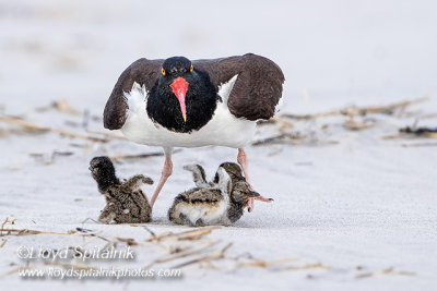 American Oystercatcher