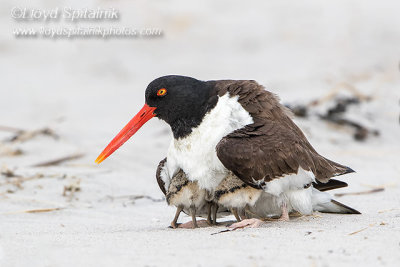 American Oystercatcher