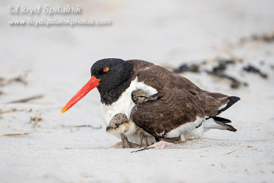 American Oystercatcher
