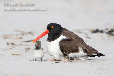American Oystercatcher