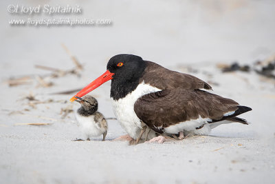 American Oystercatcher