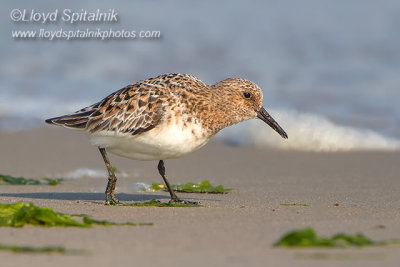 Sanderling