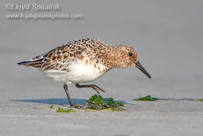 Sanderling