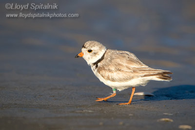 Piping Plover