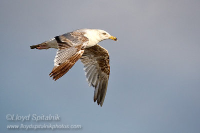 Lesser Black-backed Gull