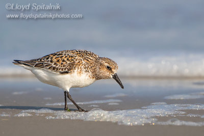 Sanderling