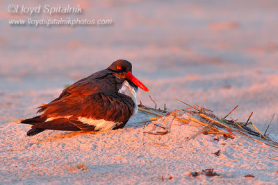 American Oystercatcher