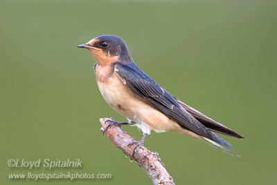 Barn Swallow