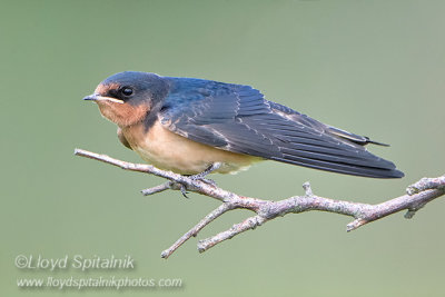 Barn Swallow